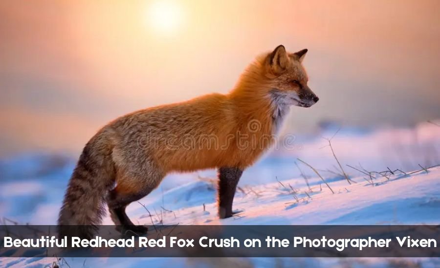 Beautiful Redhead Red Fox Crush on the Photographer Vixen