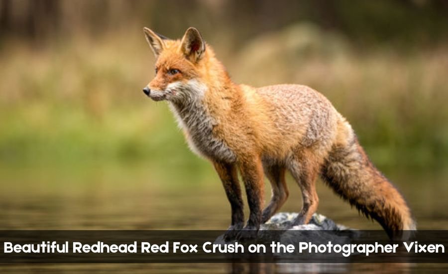 Beautiful Redhead Red Fox Crush on the Photographer Vixen