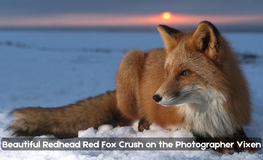 Beautiful Redhead Red Fox Crush on the Photographer Vixen