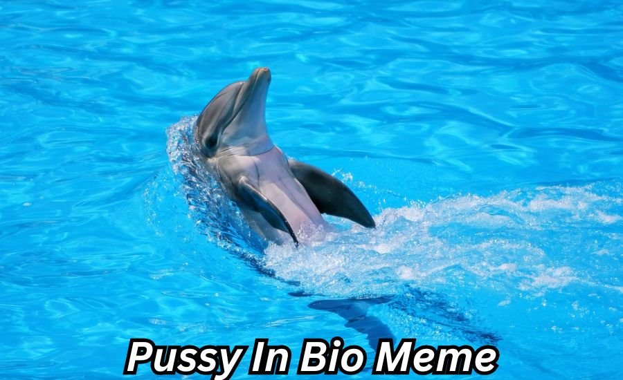 pussy in bio meme